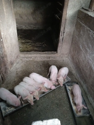 Purceii sunt antarcati sunt doar 8 buc mănâncă singuri faina uscată scroafa,este la a 3 fatare - imagine 4