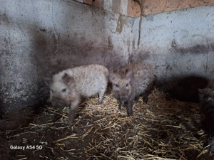 Purcei mangalița  . - imagine 2