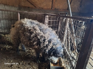 Purcei mangalița  .