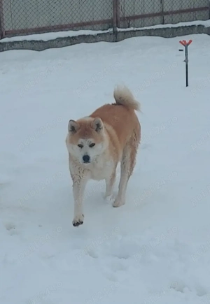 Femela Akita Inu Japonez  - imagine 5