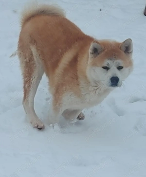 Femela Akita Inu Japonez 