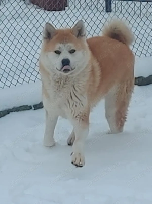 Femela Akita Inu Japonez  - imagine 2