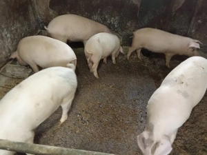 vând soldani  - imagine 4