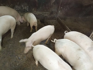 vând soldani  - imagine 5