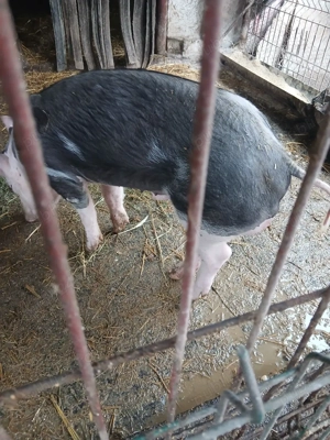 vand purcei - imagine 3