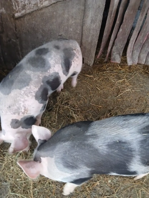 vand purcei - imagine 2