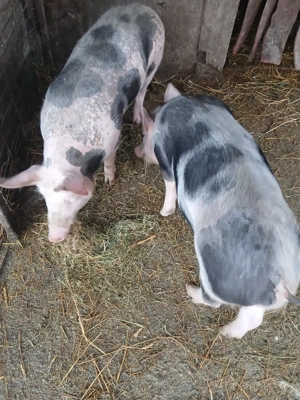 vand purcei - imagine 5