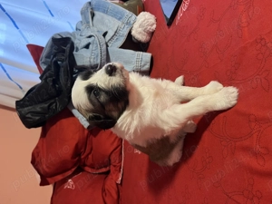 Donez căței de talie medie  - imagine 2