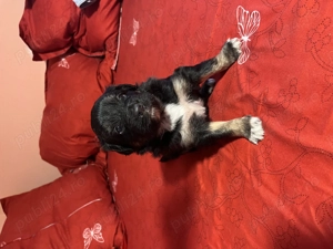 Donez căței de talie medie  - imagine 6