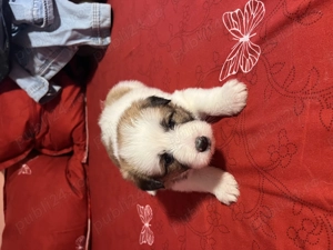 Donez căței de talie medie  - imagine 5