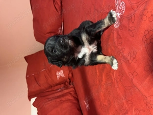 Donez căței de talie medie  - imagine 4