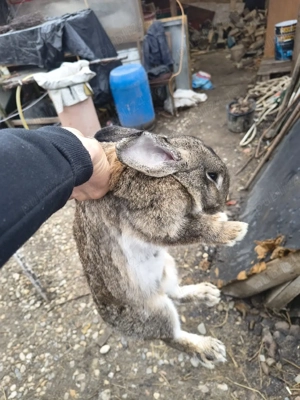 vand iepuri - imagine 2