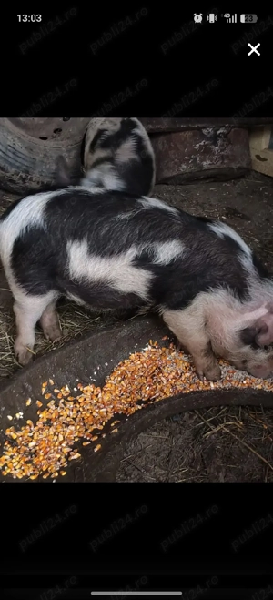 purceii de vânzare  - imagine 5