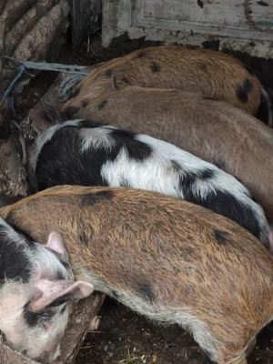 purceii de vânzare  - imagine 2