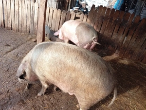 Porci de vânzare. - imagine 4