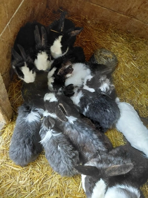 iepuri de vanzare - imagine 2