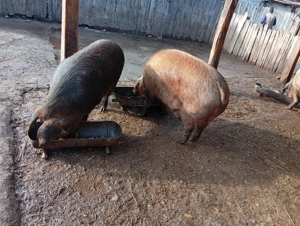 Porci de vânzare  - imagine 3