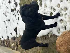 Donez caini Cane Corso - imagine 2