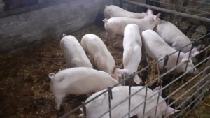 Purcei de vanzare, marele alb - imagine 2