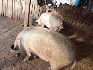Porci de vânzare  - imagine 4