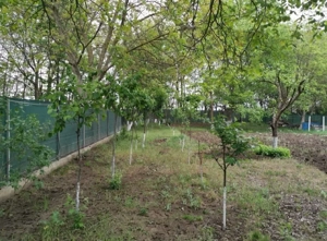 Teren intravilan Cazasu  - imagine 3