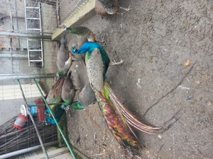 Vând pauni maturi - imagine 2