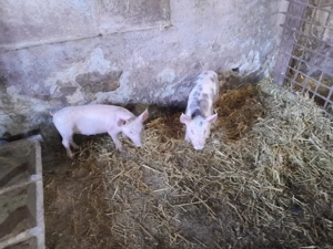 purcei pietran cu landras  - imagine 3