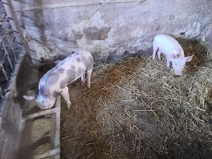 purcei pietran cu landras  - imagine 4