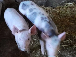 purcei pietran cu landras  - imagine 2