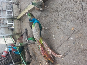 Vând pauni maturi - imagine 4