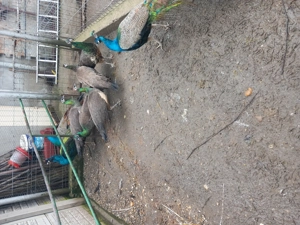 Vând pauni maturi - imagine 3