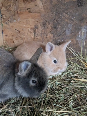 iepurasi pitici  - imagine 2