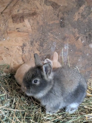 iepurasi pitici  - imagine 3