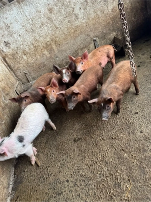 purceii.     - imagine 3