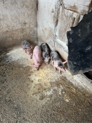 scroafa 170kg cu 5purceii - imagine 2