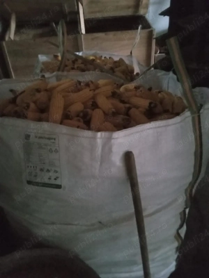 Porumb Stiulete 2025