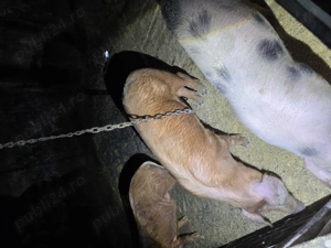 porci de vanzare