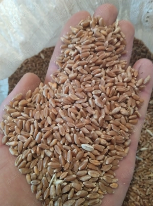 Porumb orz grau - imagine 2