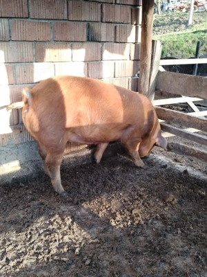 Vând șoldană gestanta 