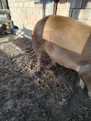 Vând șoldană gestanta  - imagine 3