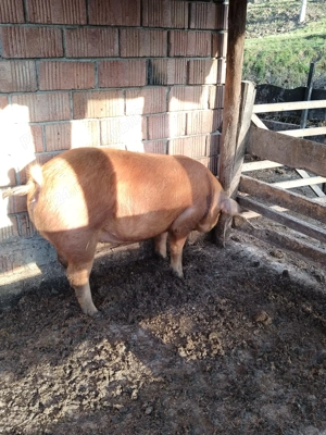 Vând șoldană gestanta  - imagine 2