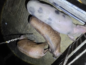 porci de vanzare - imagine 3