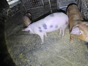 porci de vanzare - imagine 2