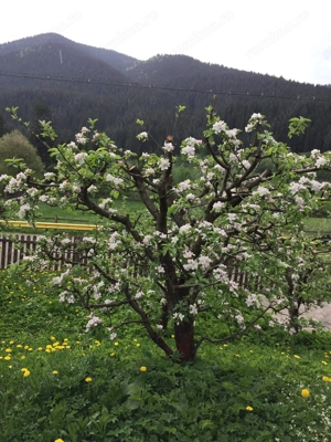 Vand casa la munte, in Bucovina - imagine 2