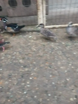 Vând rațoi calorin - imagine 2