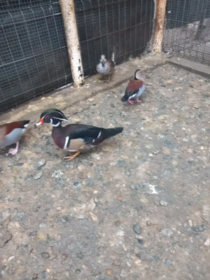 Vând rațoi calorin