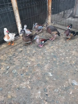 Vând rațoi calorin - imagine 3