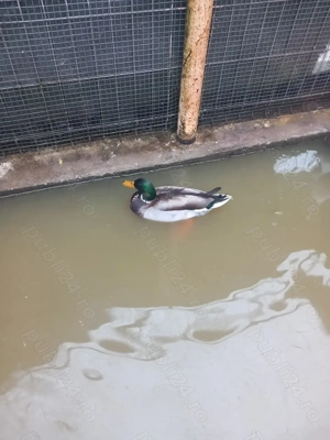 Vând rațoi calorin - imagine 5