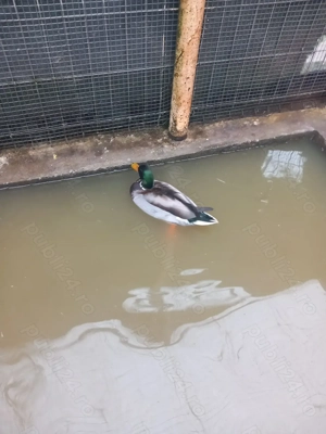 Vând rațoi calorin - imagine 4