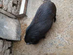 Vând scroafa vitnameza gestanta